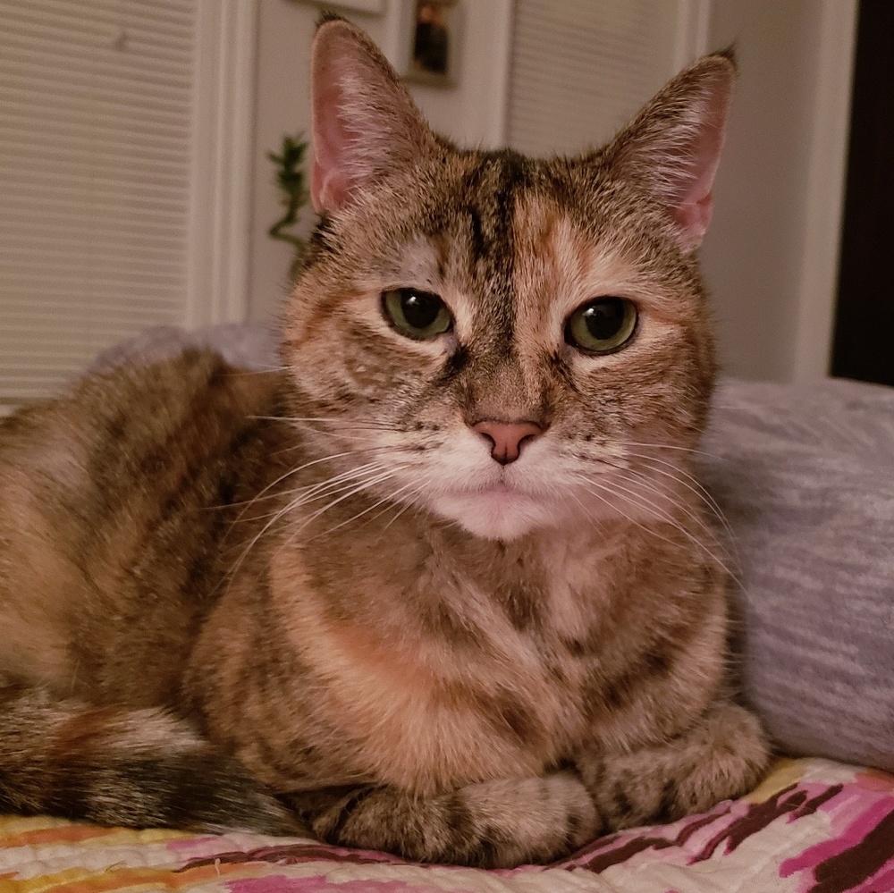 Meet your Posher, Shari